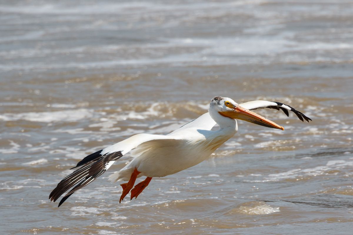 IMAGE: http://i33.photobucket.com/albums/d74/Zenon1/7D2/_80A6002_zpsqvdnfle5.jpg~original