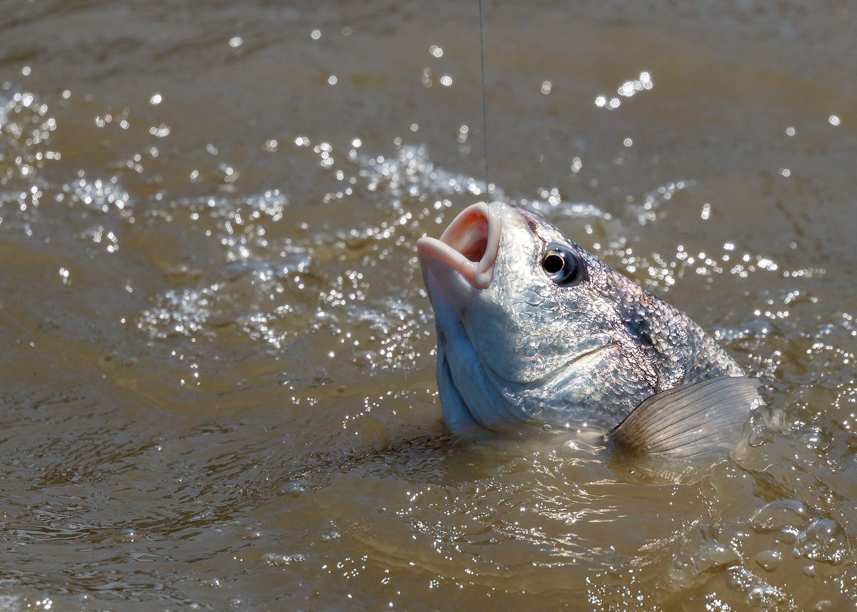 IMAGE: http://i33.photobucket.com/albums/d74/Zenon1/7D2/_80A6088_zpsfy5vnhub.jpg~original