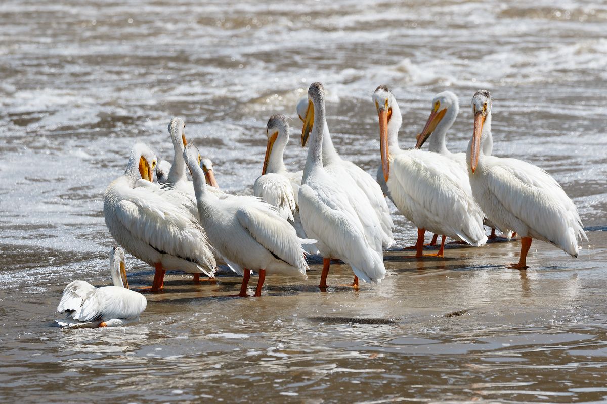 IMAGE: http://i33.photobucket.com/albums/d74/Zenon1/7D2/_80A6100_zpsprwbkgmc.jpg~original