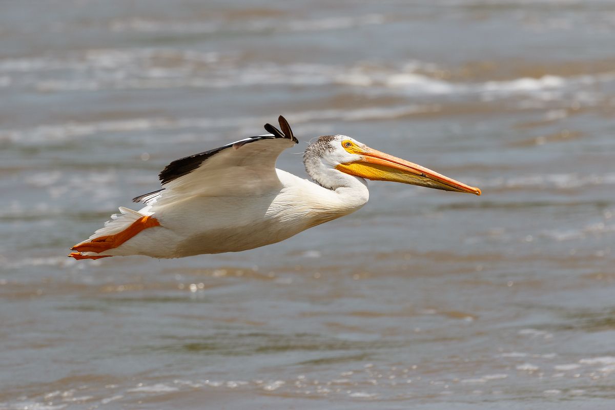 IMAGE: http://i33.photobucket.com/albums/d74/Zenon1/7D2/_80A6153_zpsp5ggpfgn.jpg~original