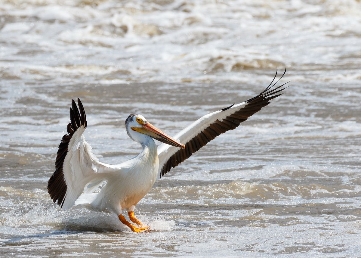 IMAGE: http://i33.photobucket.com/albums/d74/Zenon1/7D2/_80A6292_zpswxydhmfp.jpg~original