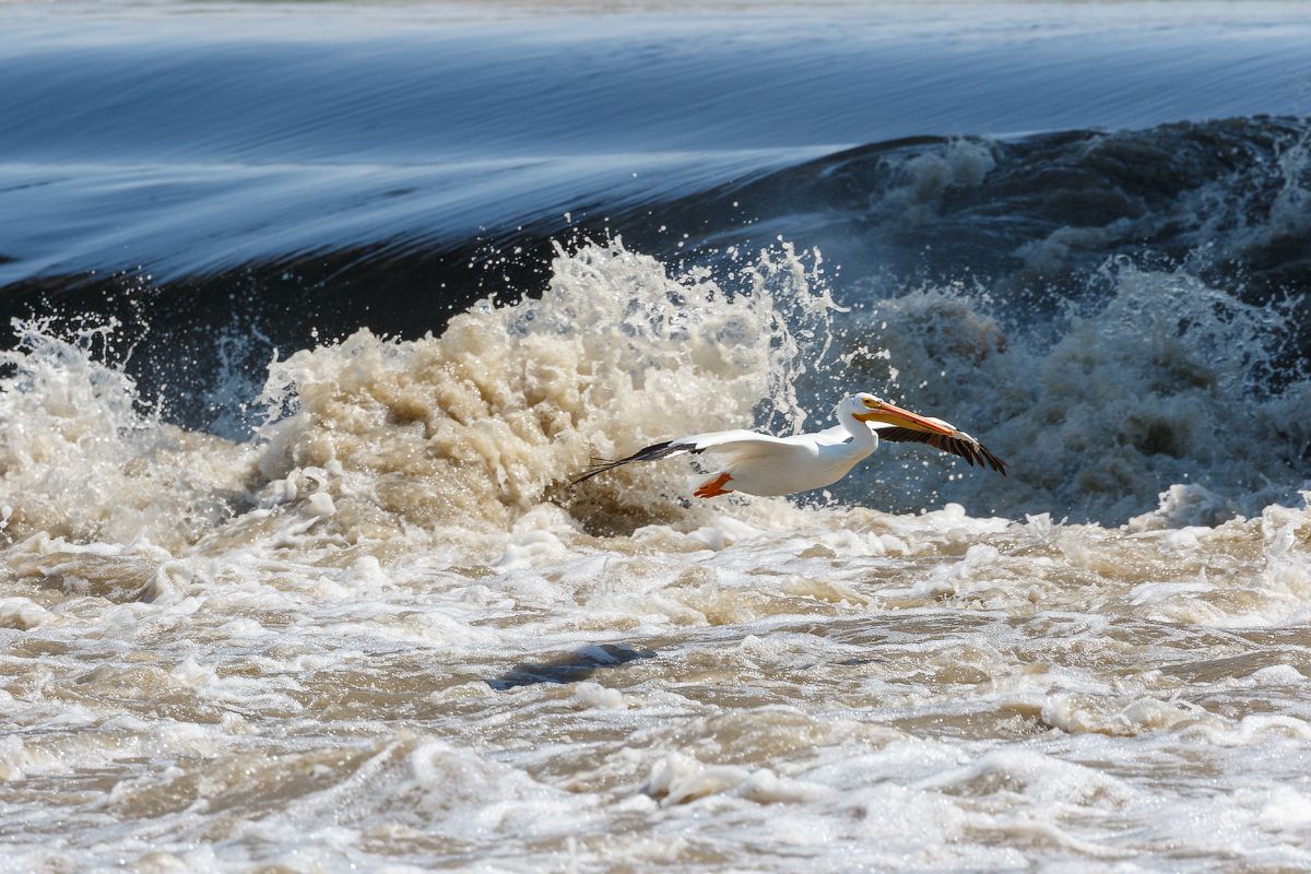 IMAGE: http://i33.photobucket.com/albums/d74/Zenon1/7D2/_80A6296_zpsfhi8a0pi.jpg~original