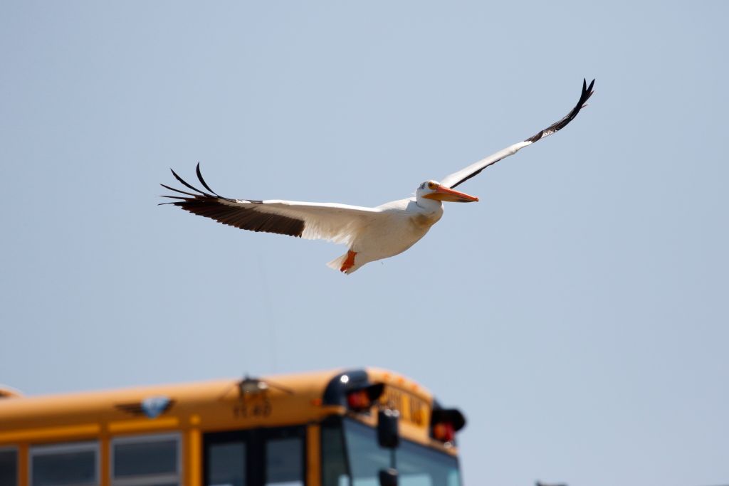 IMAGE: http://i33.photobucket.com/albums/d74/Zenon1/7D2/_80A6326_zpspmvrztzp.jpg~original