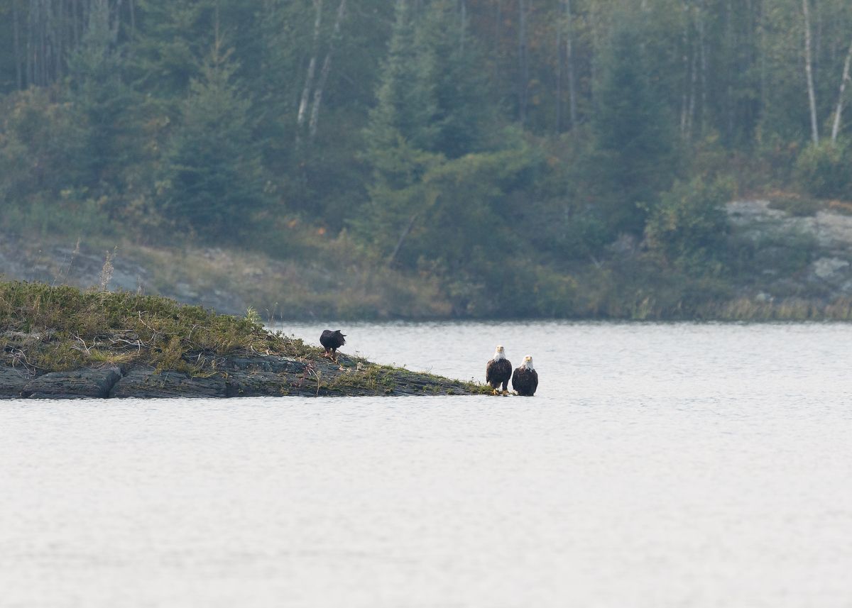 IMAGE: http://i33.photobucket.com/albums/d74/Zenon1/7D2/_80A7355_zpst6e3cdav.jpg~original