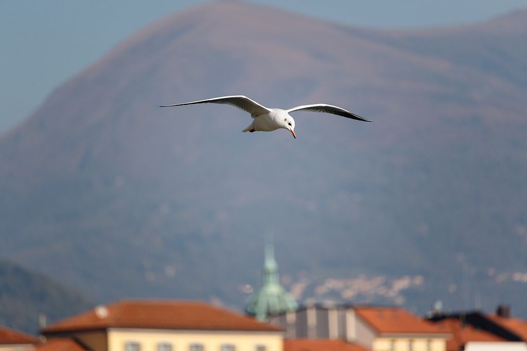 IMAGE: http://i33.photobucket.com/albums/d74/Zenon1/7D2/_80A8603_zpsrn8xr2q9.jpg~original