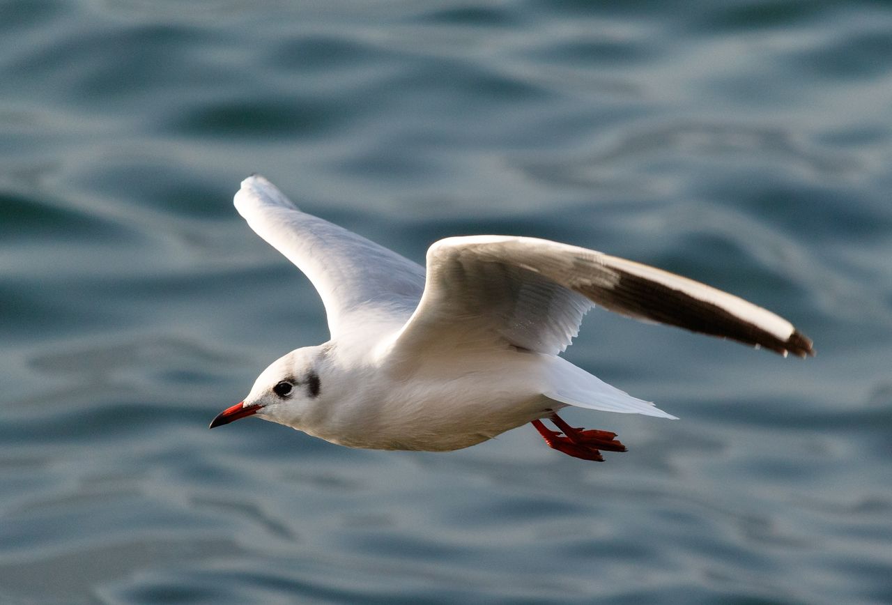 IMAGE: http://i33.photobucket.com/albums/d74/Zenon1/7D2/_80A8862_zpsw6c11vet.jpg~original