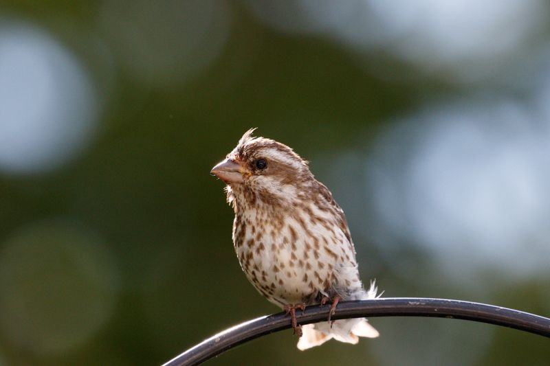 IMAGE: http://i33.photobucket.com/albums/d74/Zenon1/7D2/adfq_zpsbtawqvuq.jpg~original