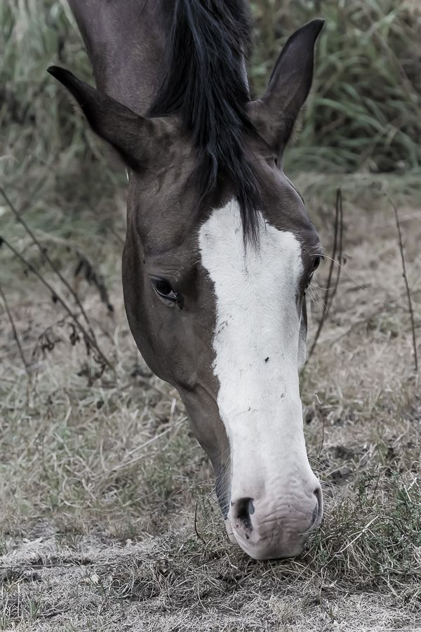 IMAGE: http://i33.photobucket.com/albums/d74/Zenon1/7D2/bird/1rrr_zpscz4uywcq.jpg~original