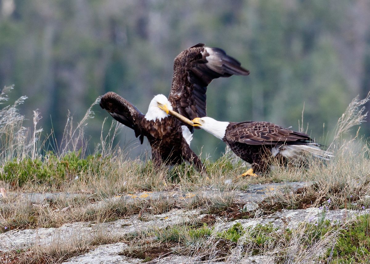 IMAGE: http://i33.photobucket.com/albums/d74/Zenon1/7D2/eagles%201/_80A7021_zpsz65i1o4z.jpg~original