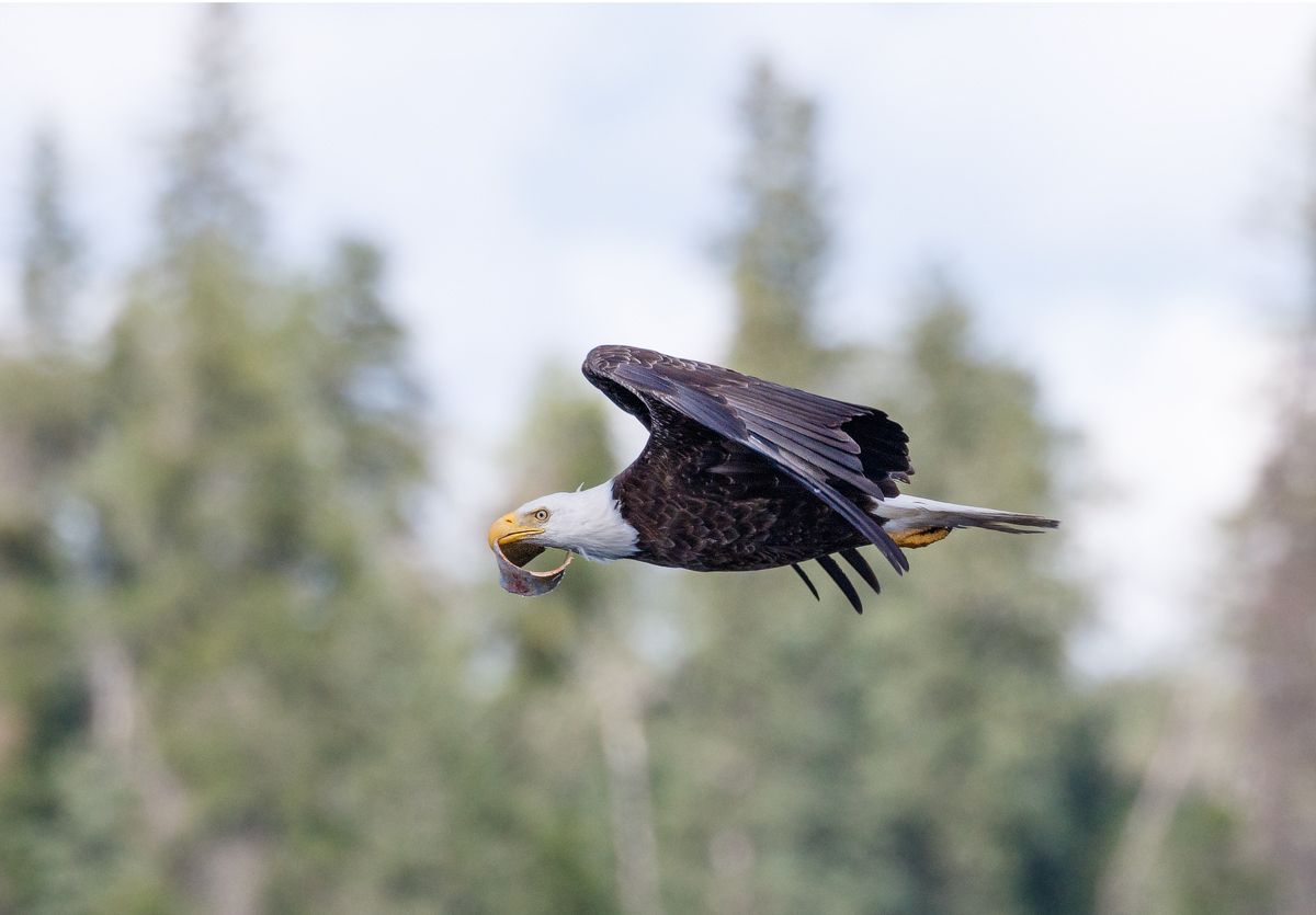 IMAGE: http://i33.photobucket.com/albums/d74/Zenon1/7D2/eagles%201/_80A7051_zps1ndqkdls.jpg~original