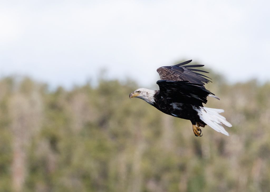 IMAGE: http://i33.photobucket.com/albums/d74/Zenon1/7D2/zome_zpsodelgosm.jpg~original