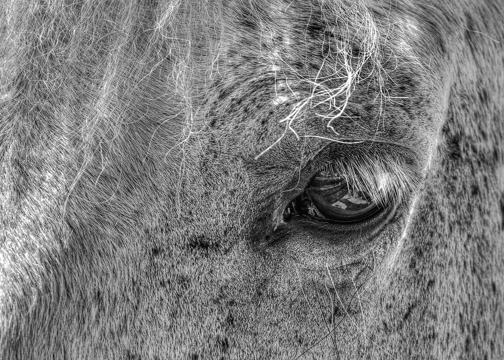 IMAGE: http://i33.photobucket.com/albums/d74/Zenon1/7D2/zoo%20june%2028/1924d_zpsn5xsmney.jpg