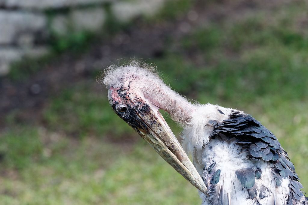 IMAGE: http://i33.photobucket.com/albums/d74/Zenon1/7D2/zoo%20june%2028/_80A0456_zps0lmvrs2h.jpg