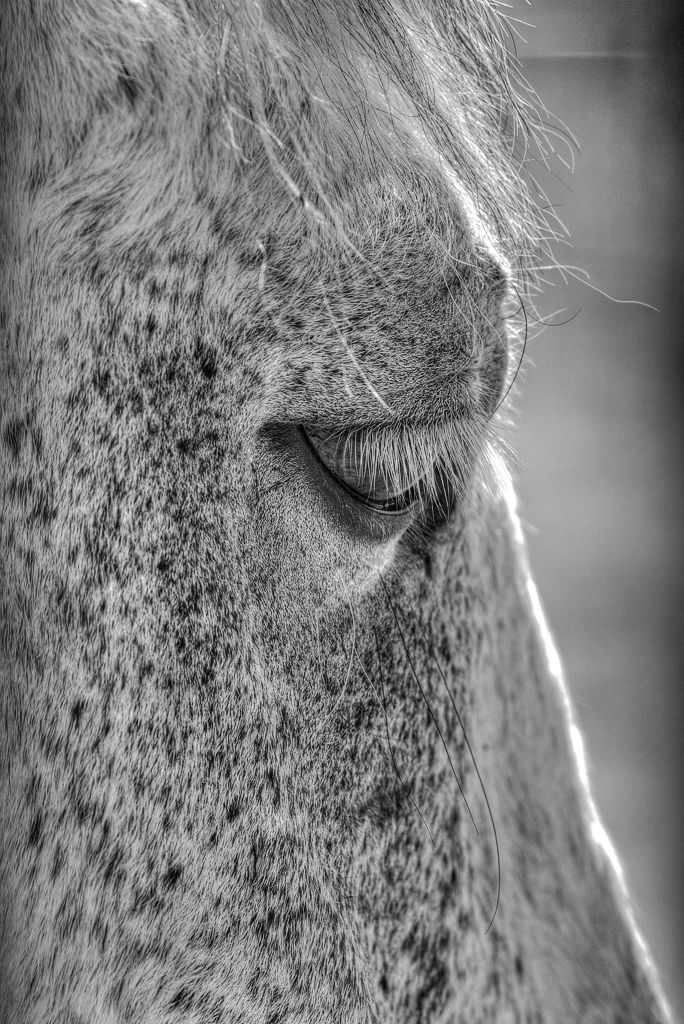 IMAGE: http://i33.photobucket.com/albums/d74/Zenon1/7D2/zoo%20june%2028/_80A0497_Painterly_zps8w2rsuub.jpg