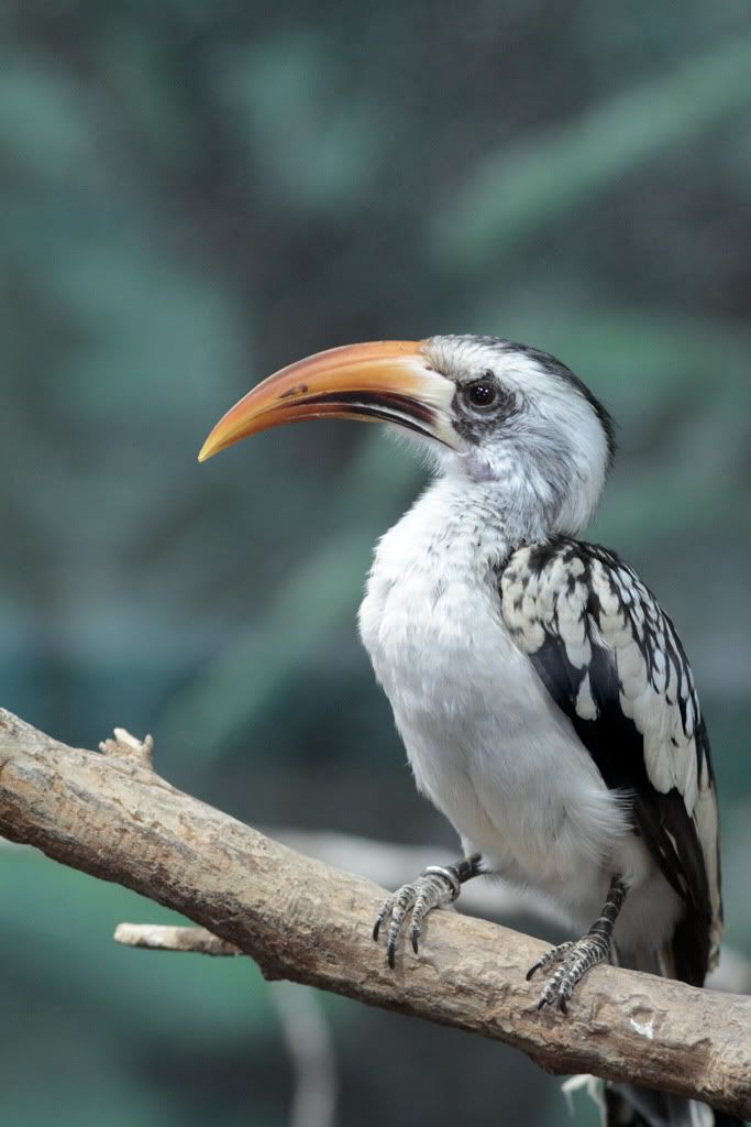 IMAGE: http://i33.photobucket.com/albums/d74/Zenon1/CS5-2.jpg