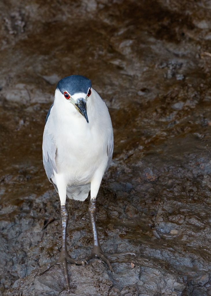 IMAGE: http://i33.photobucket.com/albums/d74/Zenon1/Costa%20Rica/New%20Costa/Latest/_80A0246_zpscpjijk4r.jpg~original