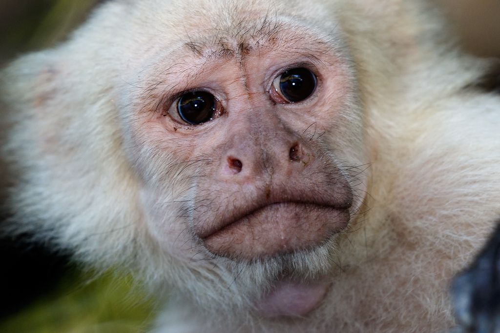 IMAGE: http://i33.photobucket.com/albums/d74/Zenon1/Costa%20Rica/_80A0542_zpsiavniumk.jpg~original