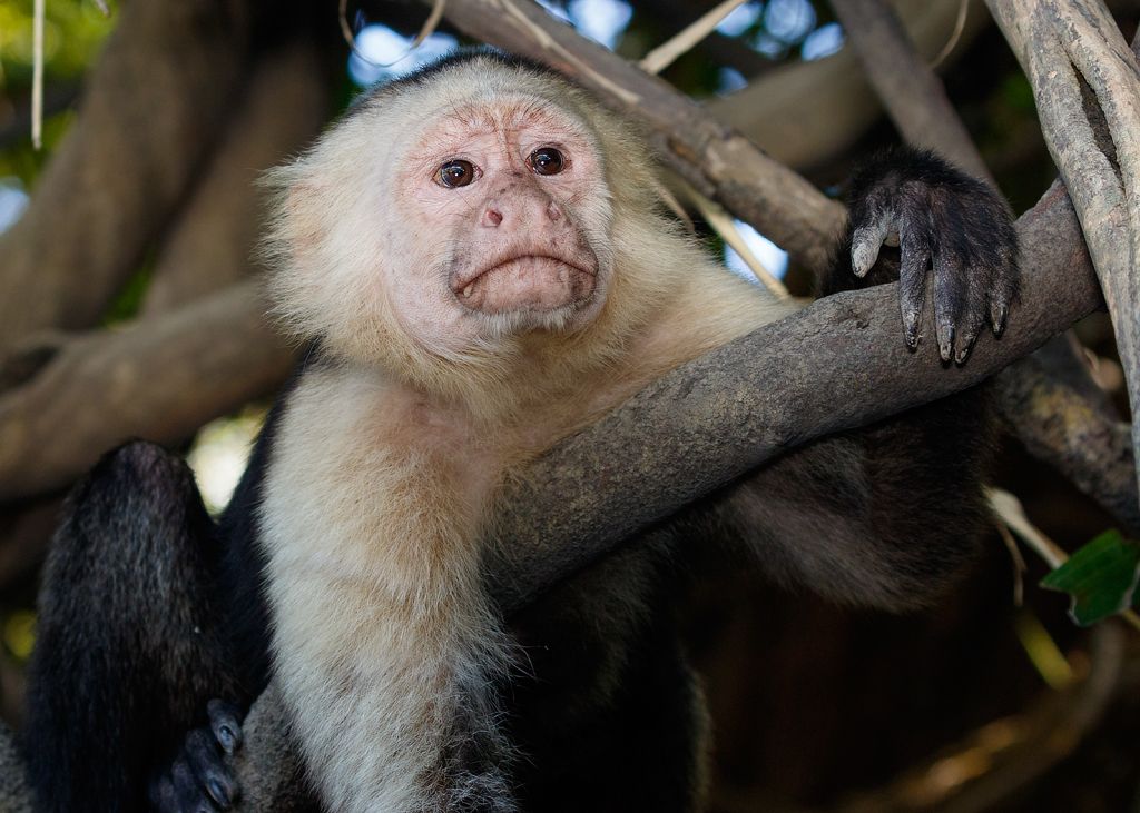 IMAGE: http://i33.photobucket.com/albums/d74/Zenon1/Costa%20Rica/_80A0547_zps8npfc3pl.jpg~original