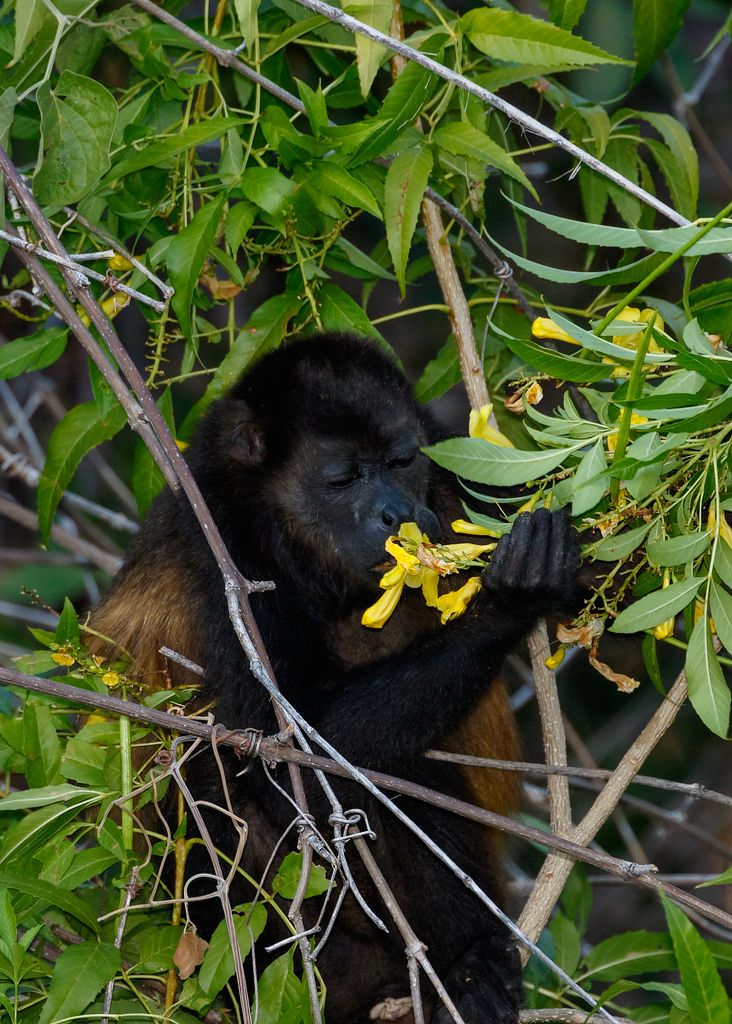 IMAGE: http://i33.photobucket.com/albums/d74/Zenon1/Costa%20Rica/_80A9776_zpsj244doth.jpg~original