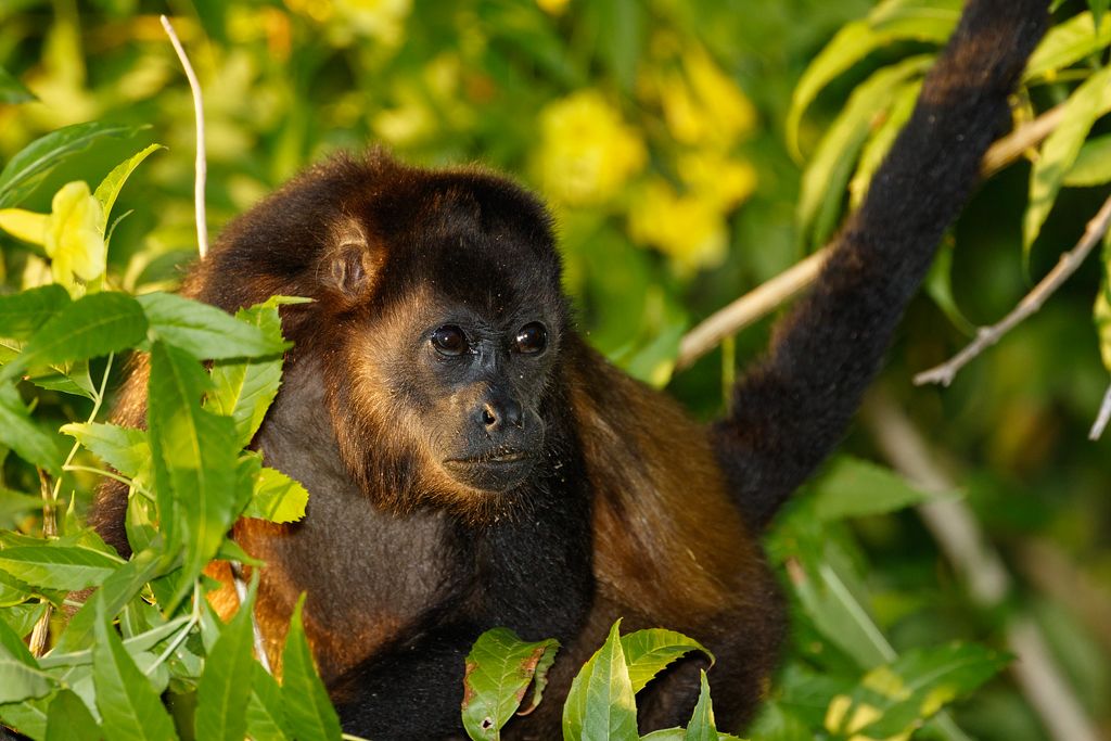 IMAGE: http://i33.photobucket.com/albums/d74/Zenon1/Costa%20Rica/_80A9882_zps8naaebvw.jpg~original