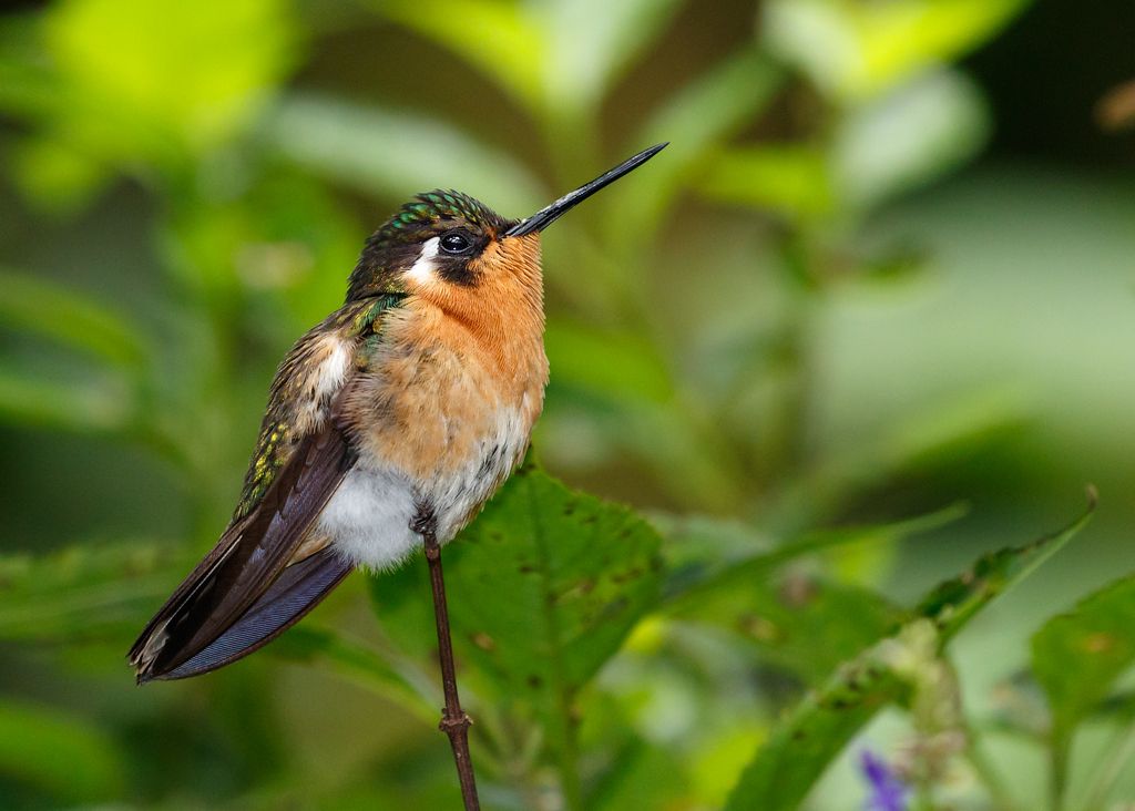 IMAGE: http://i33.photobucket.com/albums/d74/Zenon1/Costa%20Rica/_80A9987_zpsuiquqgvl.jpg~original