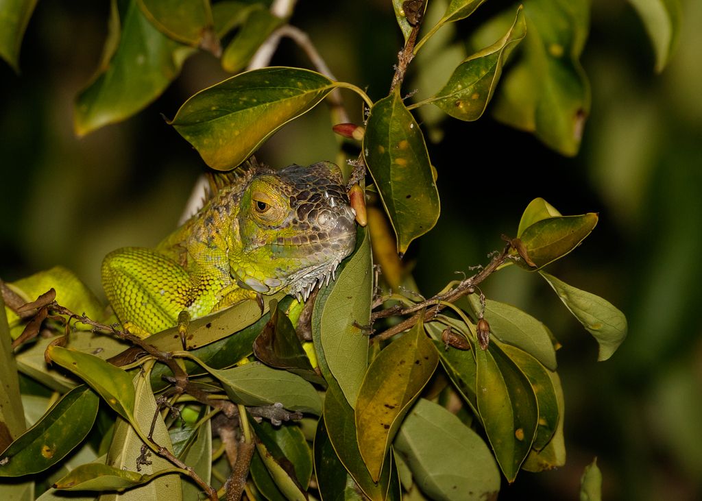 IMAGE: http://i33.photobucket.com/albums/d74/Zenon1/Costa%20Rica/this-one_zps8fhfrivc.jpg~original