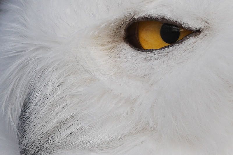 IMAGE: http://i33.photobucket.com/albums/d74/Zenon1/DPP.jpg~original