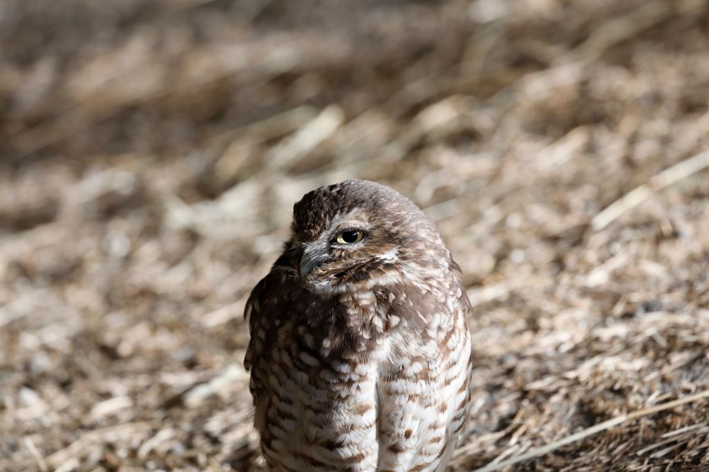 IMAGE: http://i33.photobucket.com/albums/d74/Zenon1/DPP/new/_I9A2531_zpsescrbn75.jpg~original