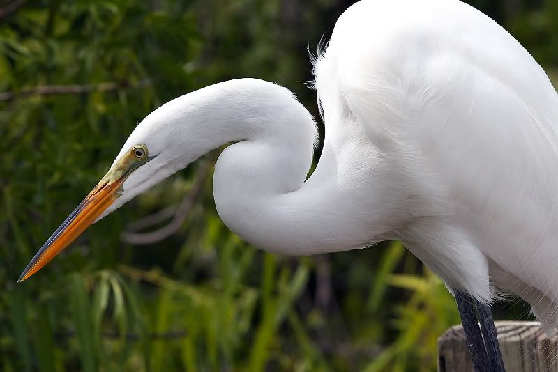 IMAGE: http://i33.photobucket.com/albums/d74/Zenon1/Egret.jpg~original