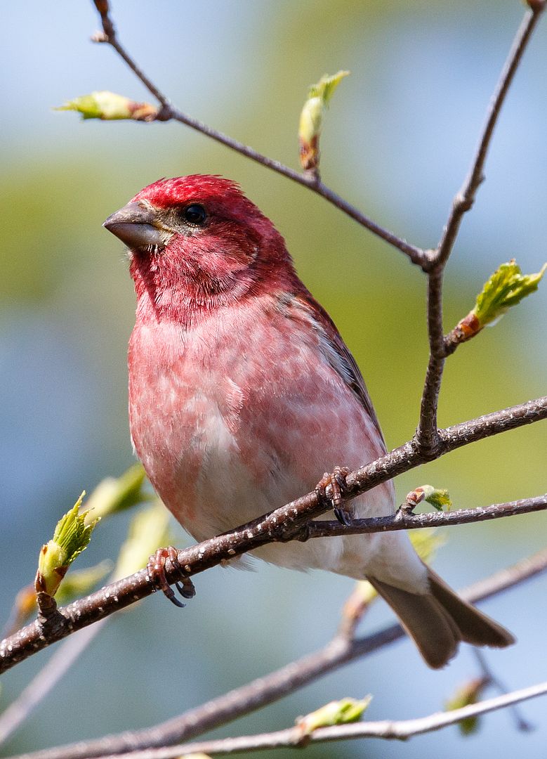 IMAGE: http://i33.photobucket.com/albums/d74/Zenon1/NR%20examples/00_zpsrdechgzv.jpg~original