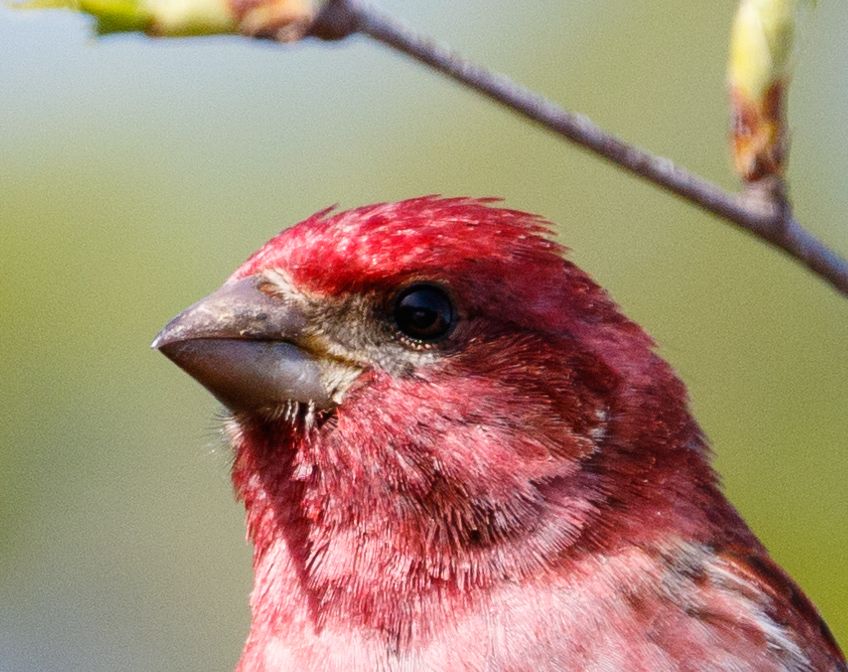 IMAGE: http://i33.photobucket.com/albums/d74/Zenon1/NR%20examples/0_zpsplmxsrsb.jpg~original