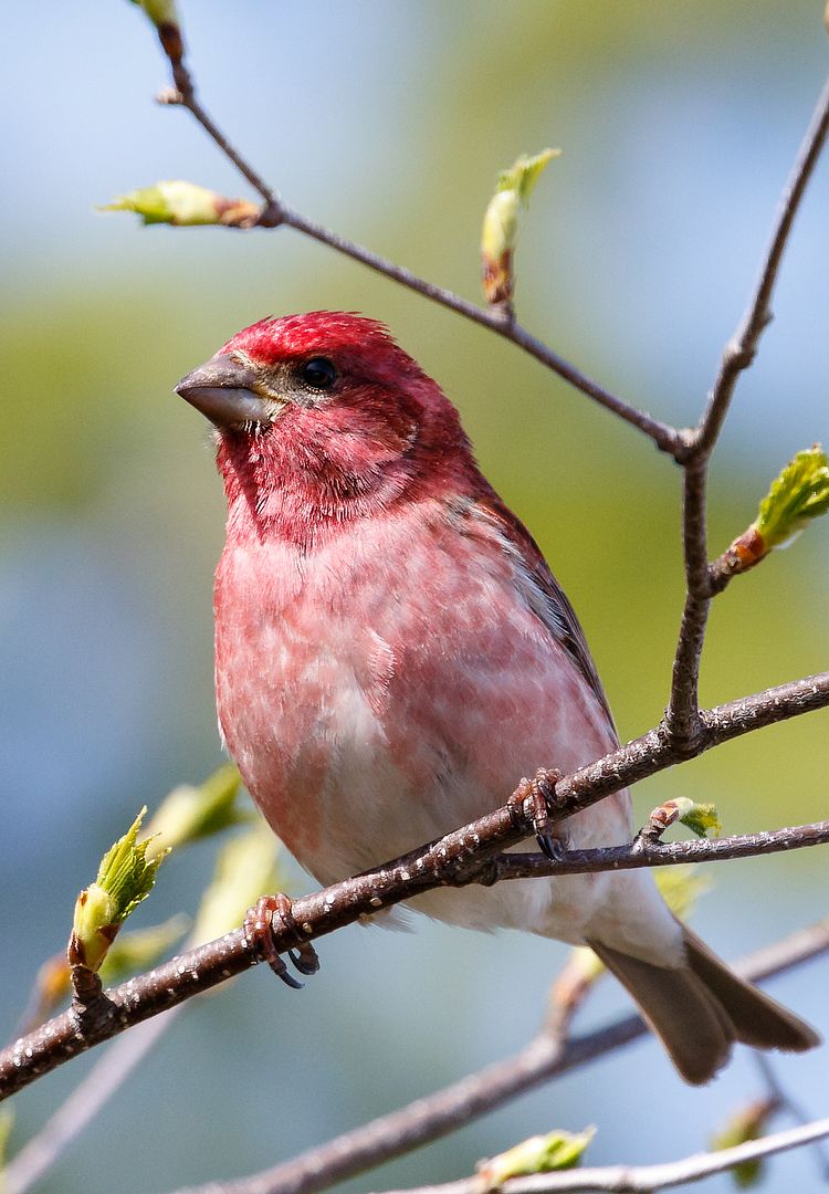 IMAGE: http://i33.photobucket.com/albums/d74/Zenon1/NR%20examples/800_zpsvctvkrsl.jpg~original