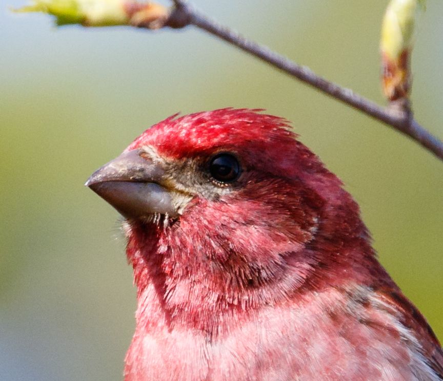 IMAGE: http://i33.photobucket.com/albums/d74/Zenon1/NR%20examples/80_zpsv3qk8air.jpg~original