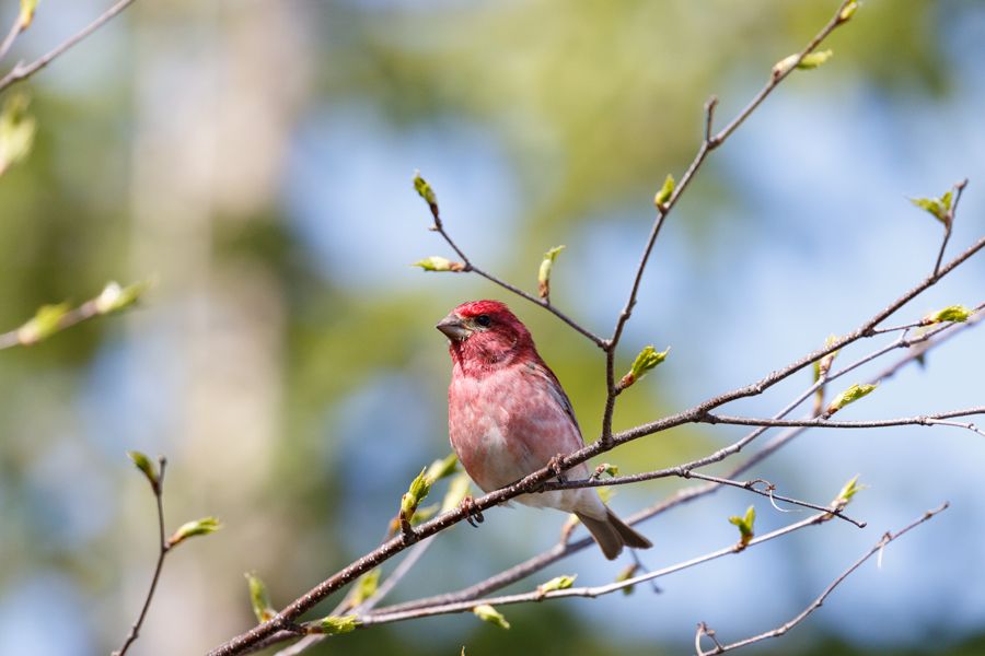 IMAGE: http://i33.photobucket.com/albums/d74/Zenon1/NR%20examples/_80A5801_zpsjp4zupqa.jpg~original