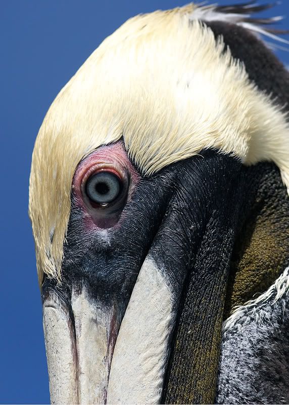 IMAGE: http://i33.photobucket.com/albums/d74/Zenon1/PelicanEye.jpg~original