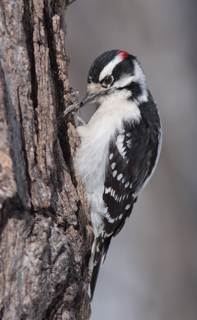 IMAGE: http://i33.photobucket.com/albums/d74/Zenon1/Wildlife/_MG_2498_zps5d55cb12.jpg