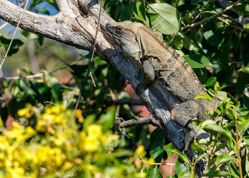 IMAGE: http://i33.photobucket.com/albums/d74/Zenon1/_80A0118_zpsomhp902j.jpg~original