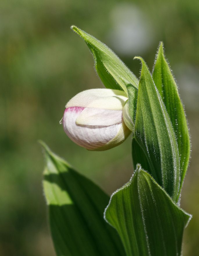 IMAGE: http://i33.photobucket.com/albums/d74/Zenon1/_I9A6873_zpsialb6l6h.jpg~original