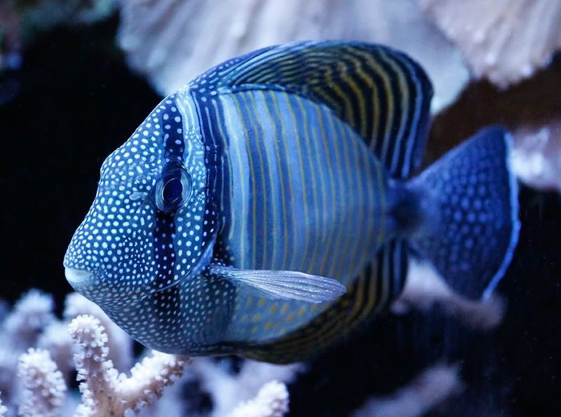 IMAGE: http://i33.photobucket.com/albums/d74/Zenon1/_MG_0872-4.jpg