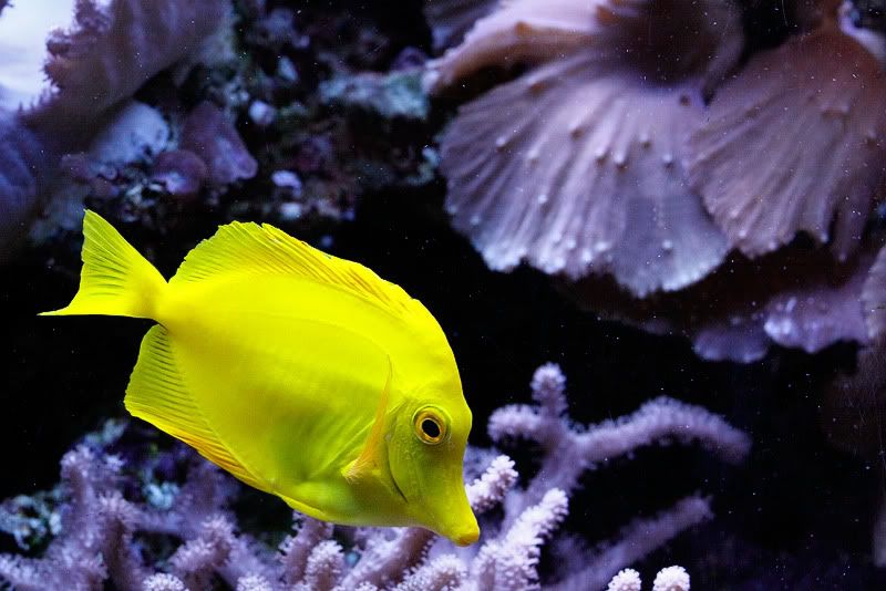 IMAGE: http://i33.photobucket.com/albums/d74/Zenon1/_MG_0888.jpg