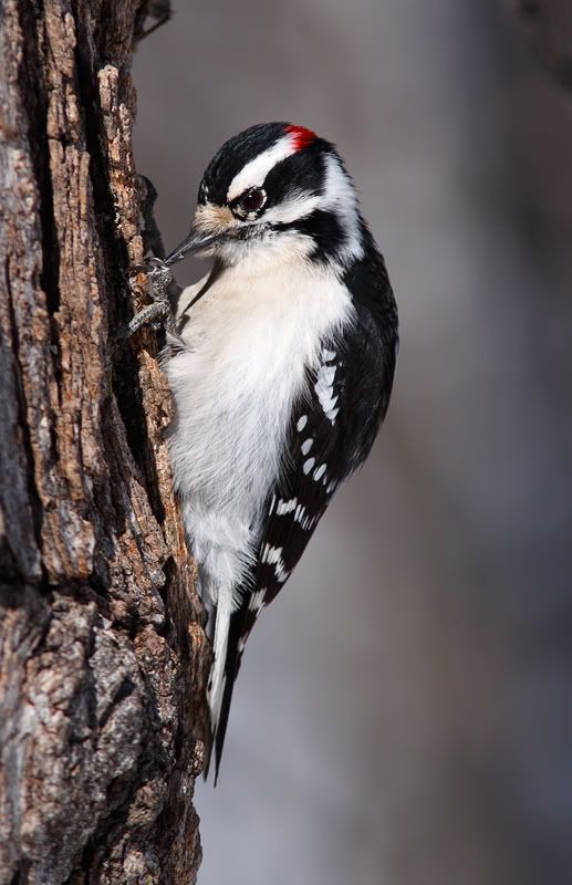 IMAGE: http://i33.photobucket.com/albums/d74/Zenon1/_MG_2497.jpg~original