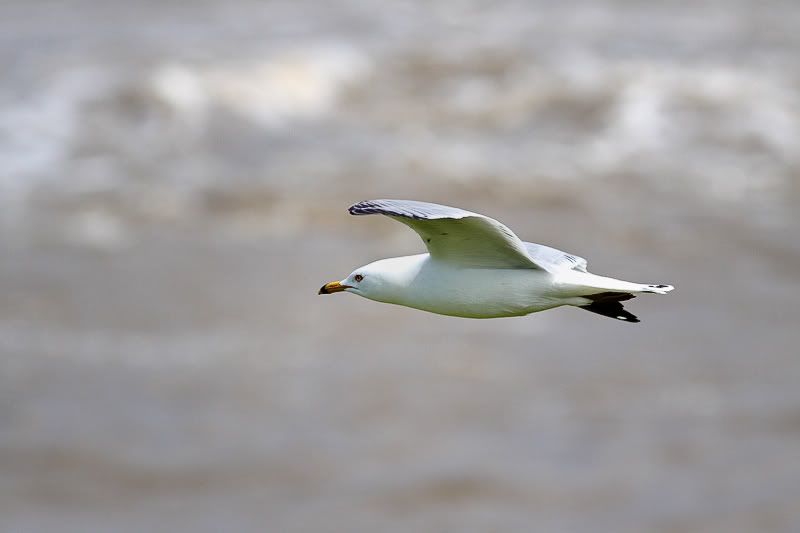 IMAGE: http://i33.photobucket.com/albums/d74/Zenon1/_MG_5367.jpg~original