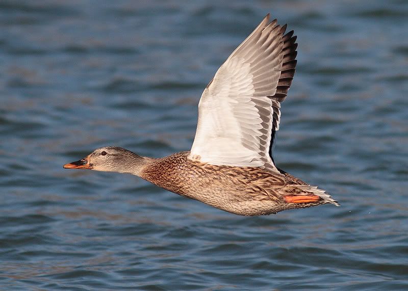 IMAGE: http://i33.photobucket.com/albums/d74/Zenon1/_MG_6139.jpg~original