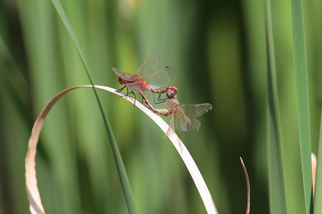 IMAGE: http://i33.photobucket.com/albums/d74/Zenon1/insect%20crop/_MG_9765_zpsbb962553.jpg~original