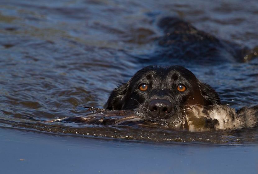 IMAGE: http://i33.photobucket.com/albums/d74/Zenon1/juice_zpsaa123380.jpg