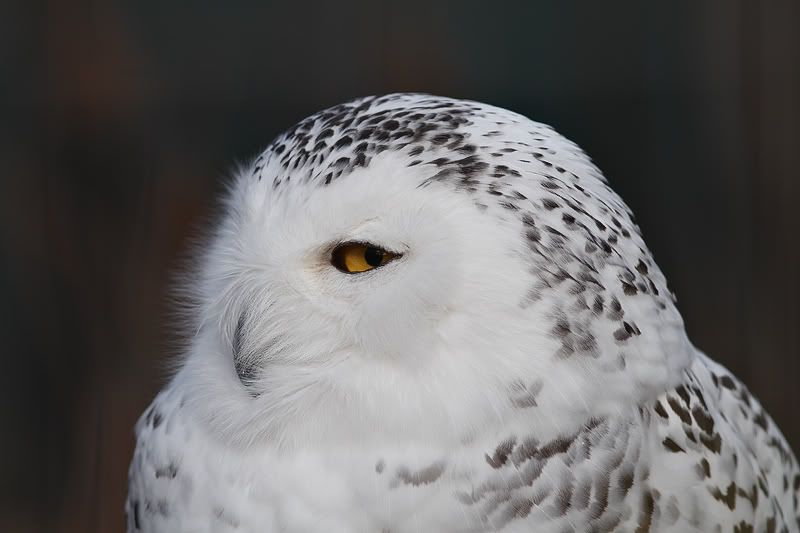 IMAGE: http://i33.photobucket.com/albums/d74/Zenon1/large-1.jpg~original