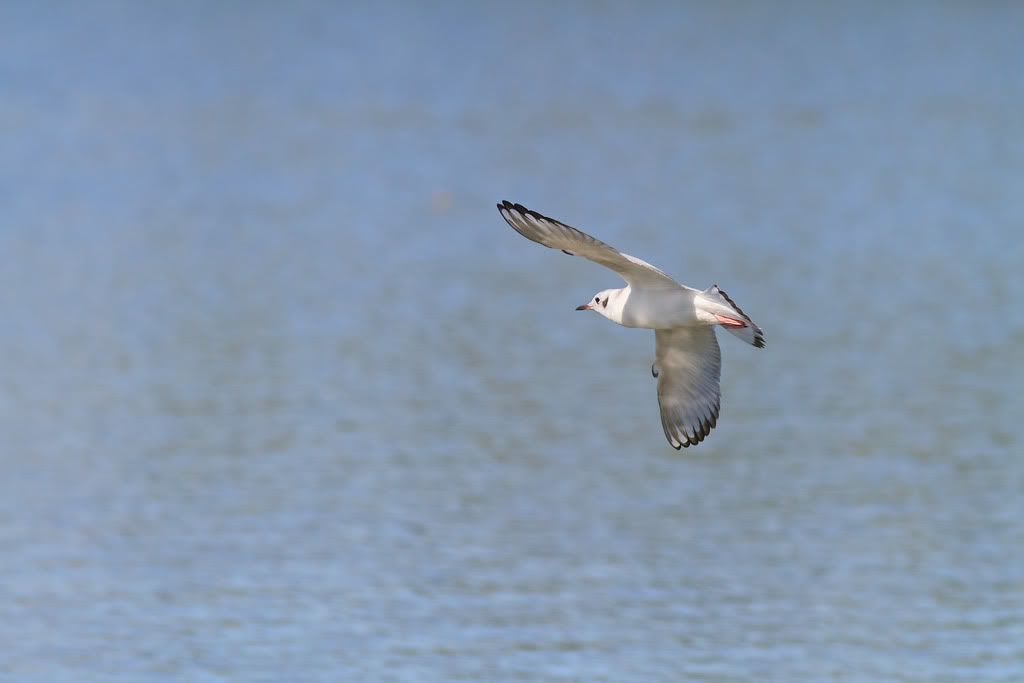 IMAGE: http://i33.photobucket.com/albums/d74/Zenon1/orif.jpg~original