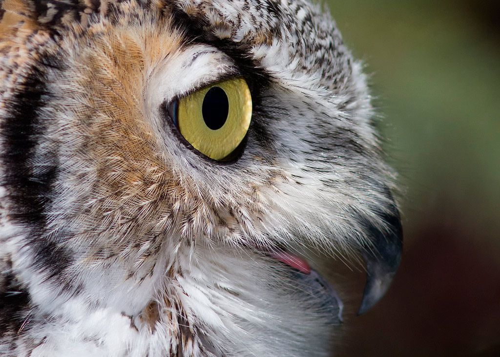 IMAGE: http://i33.photobucket.com/albums/d74/Zenon1/qff.jpg~original