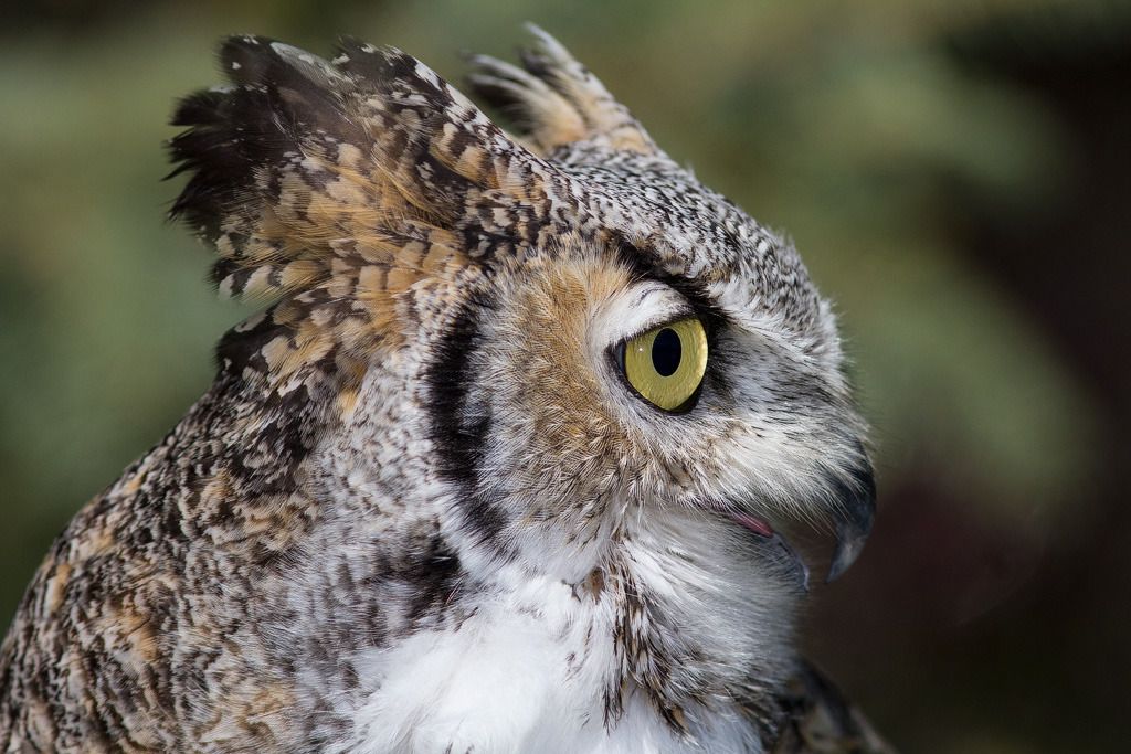 IMAGE: http://i33.photobucket.com/albums/d74/Zenon1/sef.jpg~original