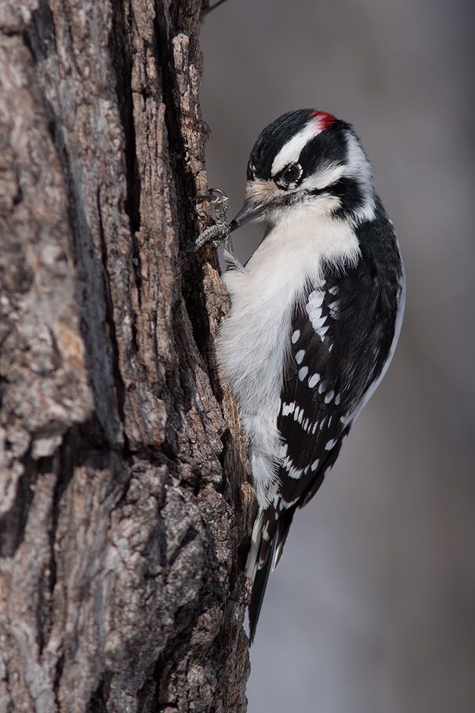 IMAGE: http://i33.photobucket.com/albums/d74/Zenon1/smart-sharpen.jpg